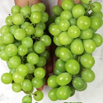 스테비아급샤인머스켓 특등품1kg 청포도 샤인머스켓, 샤인머스켓 1k 알대