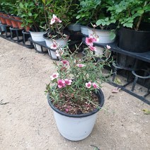 호주매화(최상급 공기정화식물)