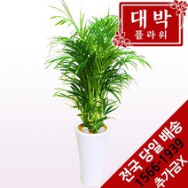 인테리어식물금전수 추천 인기 판매 순위 TOP