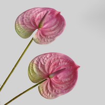 무드선셋 안시리움 조화, 핑크 2P