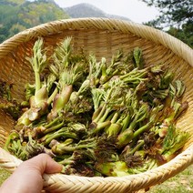 강원도 홍천 자연산 두릅 참 드릅 야생 드룹 산 두룹, 1박스, 1kg