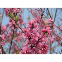 국화도묘목 5주