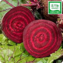 초록미소 해남 친환경 유기농 레드비트, 5kg (약 9~14개 내외) x 1박스, 1개