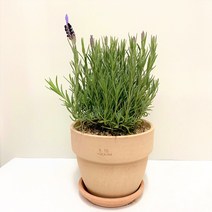 허브) 라벤더