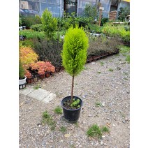 60~90cm 249 외목대 율마 대품