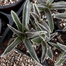 [올식스] 털달개비 다육식물 다육이 키우기 공기정화식물 개업화분