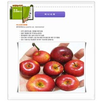 과수/유실수 신품종 미니사과(루비에스 오토매) 묘목, R4cm(분), 1개