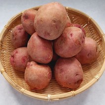 2023년 포슬포슬 남해 햇 카스테라 홍감자 감자, 홍감자 대 5kg