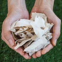 블리스마트 국산 백복령 백봉령 편 200g, 1개