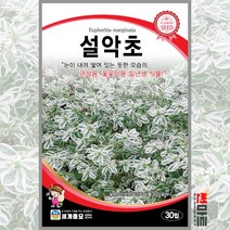 설악초 30립 / 일년생 꽃씨 씨앗 화단 정원 꽃밭