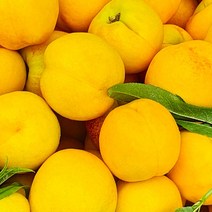 6/19 순차출고 경북의성 신품종 황귀비유도 복숭아 2.5kg 중과, 없음