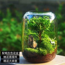 이끼공기청정기 생명의 나무 창조적인 데스크탑 이끼 마이크로 풍경으로 완성된 분재는 관리가 쉽고 싱싱한 녹색 식물 생태병 화분에 심는 식물입니다., [17] 트리코산테스 미니폴리아(성충 품종이 좋음)