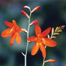 애기범부채 1판(30개) (N0670)