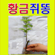 (G소망)황금쥐똥나무묘목 삽목2년 10그루