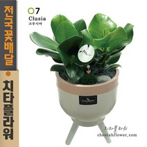 치타플라워 크루시아 개업축하화분 [05B] 공기정화 승진축하화분 축하 생일 개업 이사 화분 관엽 식물 전국 당일 배송 꽃배달