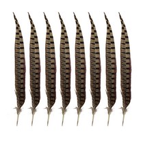 포트렘 고양이 낚시대 장난감 깃털 30cm 8개 세트, 1세트