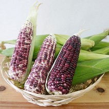 불로치농장 곡성 냉동 흑찰옥수수3팩(9개), 꼬마냉동흑찰옥수수4팩(12개) 13cm이하