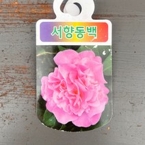 가꾸다 서향동백 소품, 1개