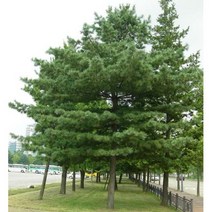 잣나무 100cm 분 산림수 산림복구 조경수