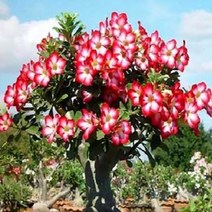 [다육식물]사막의장미(석화)(색상랜덤)