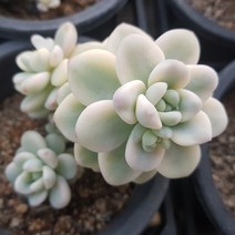 예쁜 다육식물 [ 라울금 ]