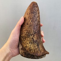 훈제 한우소뿔 속뿔껌 1P 오래먹는 대형견 수제간식 개껌, 미디움, 미디움