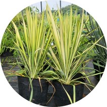 무늬실유카 7치분, 1개