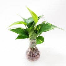 트리앤 라인병 스킨답서스 아이비 수경식물, 04.라인병 스킨(홍자갈)1개