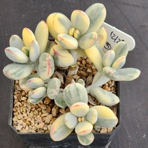 다육식물(방울복랑금) 1227(5), 1개