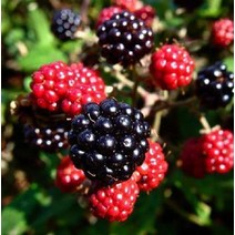 묘목 슈퍼블랙베리 삽목2년 /3개 G0184