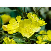 황금달맞이 x 10포트 여름꽃 다년생 야생화 (DU)