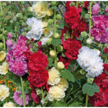 겹접시꽃 [4포트] 화이트 (복남이네 야생화 모종 hollyhock 여름) 체터스 더블