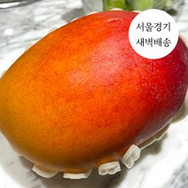 한정판매 새벽배송 당일배송 애플망고 1kg 2kg 4kg 프리미엄 초고당도 과일 수입과일, 프리미엄 수입산 애플망고 1kg