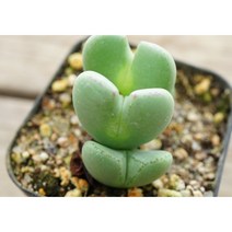 [축전군생 0725] 홈가드닝 분재 키우기쉬운 아프리카 다육이 공기정화 특이한 귀여운 예쁜 희귀한 인테리어 생일 소형 작은 개업선물 리톱스 코노피튬 식물키우기