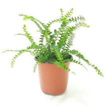 더피고사리(소) 실내인테리어 공기정화식물 홈가드닝 더피고사리 보스턴고사리 보스톤고사리 고사리과식물 그늘에서잘자라는식물;joo:na, ※­선택:상품선택▣