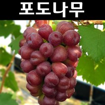 포도(마이하트/대목188) 접목2년 포트묘 1개/유실수/과실수 묘목, 1개