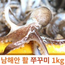당일조업 청정지역 남해안 생물 활 쭈꾸미 1kg 2kg 3kg, 3kg 내외
