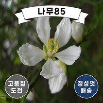 (나무85) 탱자 실생1년 플러그묘 5주묶음
