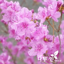 [나무인] 진달래 개화주 분뜨기 5그루
