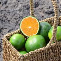 제주도 청귤 풋귤 여름귤 5kg 10kg 산지직송, 제주 청귤 10kg 혼합과