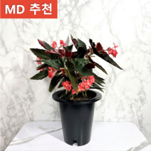 나만의화원 추천식물>>목베고니아 베고니아, 1개” class=”wr-img”></a></div></p></div></p></div></p></div><div class=
