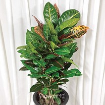 플라워석 크로톤 95cm 알록달록 잎 화분 새집증후군 인테리어 반려식물 집꾸미기 좋은 식물