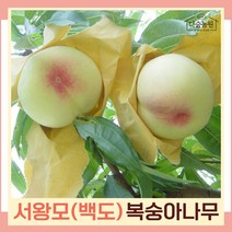 복숭아나무 묘목 백도복숭아 서왕모 접목1년생 뿌리묘 5개