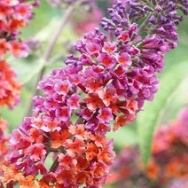 붓들레아 (플라워파워) 모종 - 10cm포트 3개