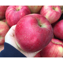 나씨네 양광사과 4.5 5 10 kg 문경 영주 충주, 가정-4.5kg