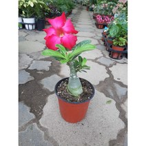 사막의장미 석화