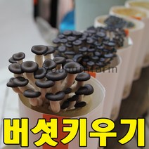 버섯키우기 혼합 3종 느타리1 노랑느타리1 노루궁뎅이1