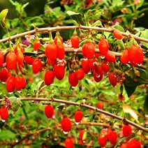 [나무의모든것] 왕구기자묘목 1~2년생, 왕구기자묘목 상묘, 1개