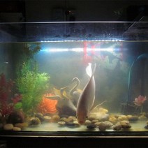 12V 수족관 열대어 탱크 방수 5050 SMD 52cm 30led 조명 바 램프 잠수정 스트립 4.5W, 화이트