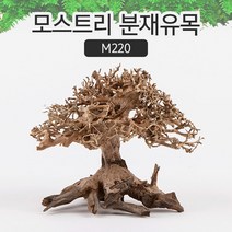 유피코리아 모스트리 분재유목(S) [ M220 ]